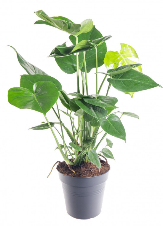 Monstera skvostná, Monstera deliciosa, průměr květináče 21 cm-9421