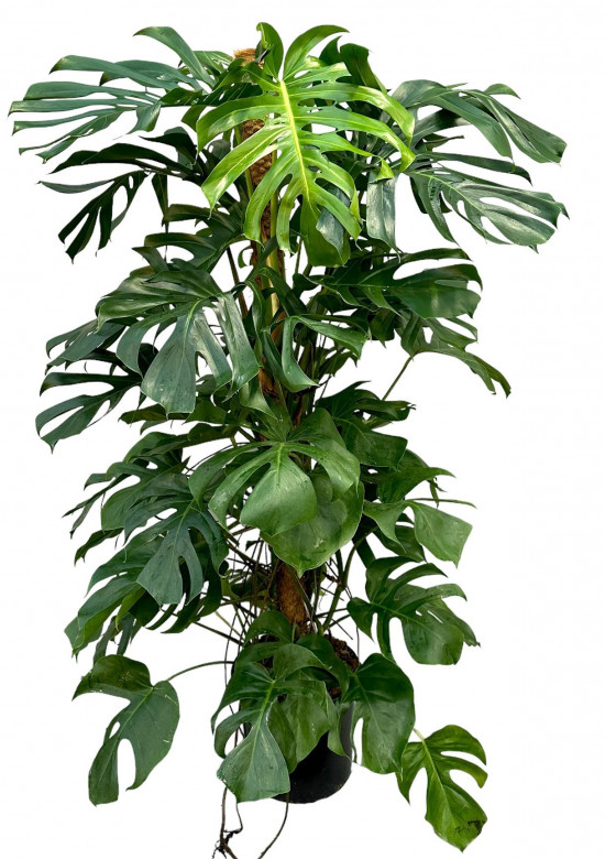 Monstera skvostná, Monstera deliciosa, průměr květináče 32 cm
