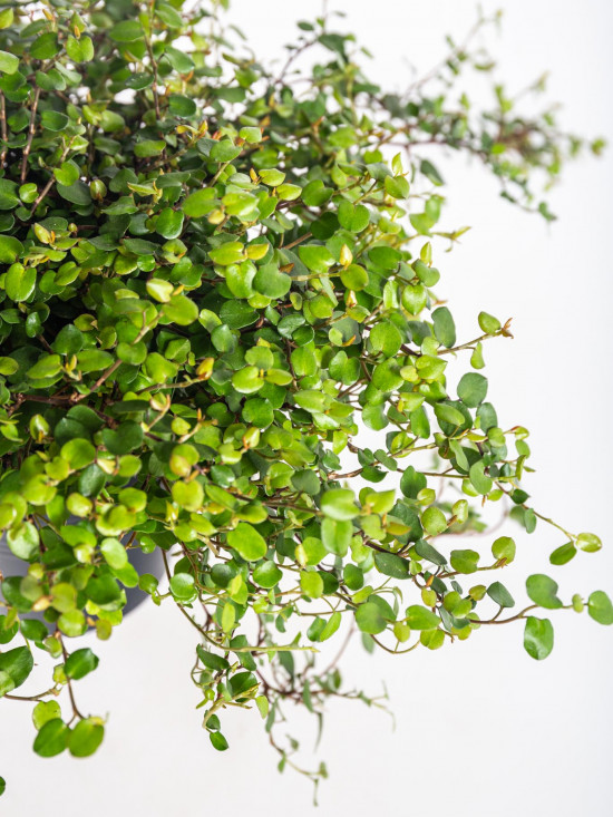 Mulenbekie, Muehlenbeckia complexa, průměr květináče 12 cm-20918