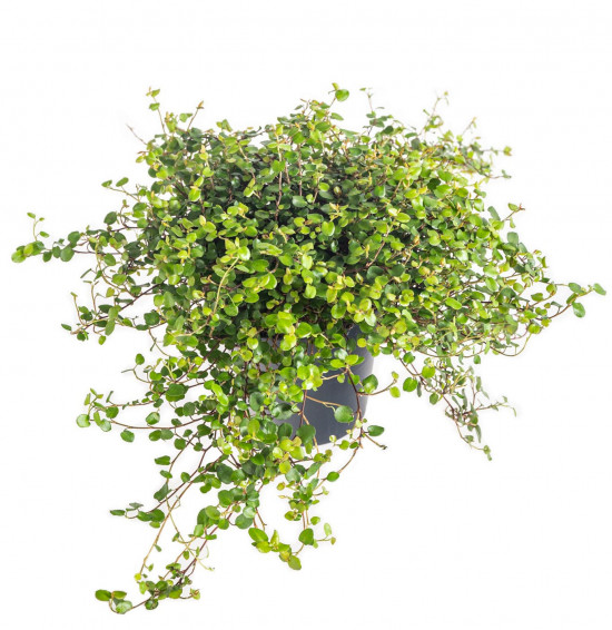 Mulenbekie, Muehlenbeckia complexa, průměr květináče 12 cm-20920