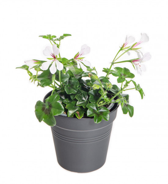 Muškát převislý jednoduchý, Pelargonium peltatum, bílý, velikost květináče 9 cm