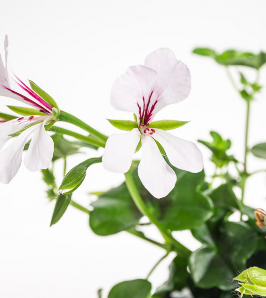 Muškát převislý jednoduchý, Pelargonium peltatum, bílý, velikost květináče 9 cm-18850