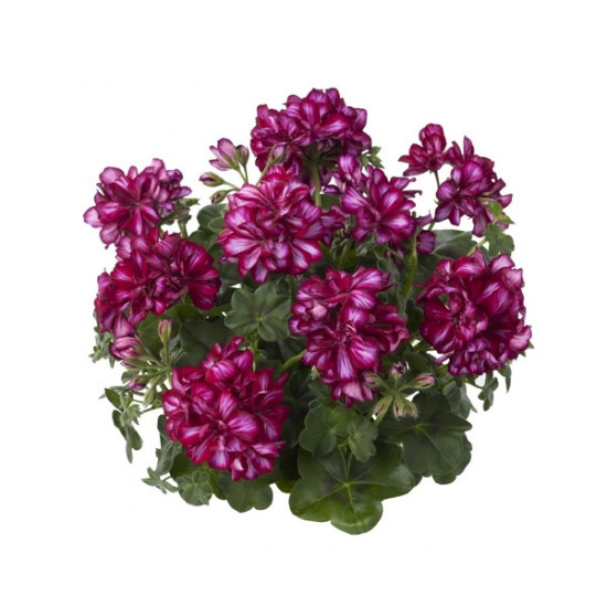 Muškát převislý, Pelargonium peltatum, bílo - fialový, průměr květináče 10 - 12 cm