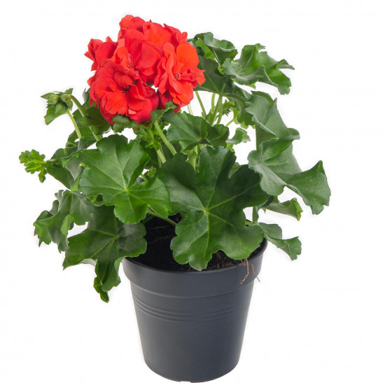 Muškát převislý, Pelargonium peltatum, červený, průměr květináče 10 - 12 cm