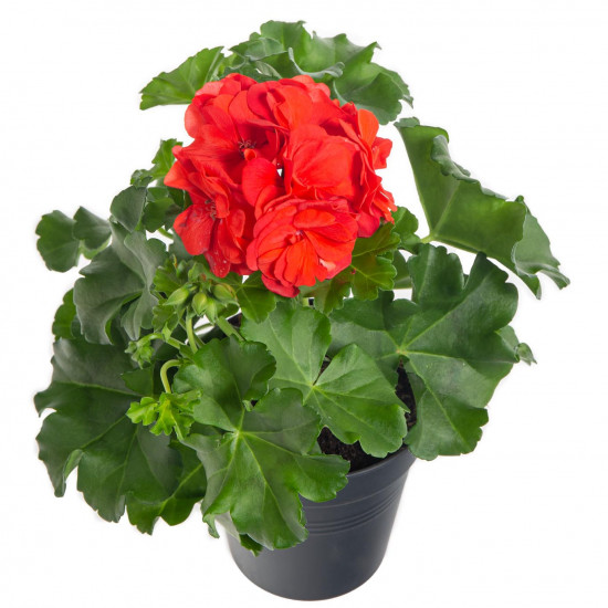 Muškát převislý, Pelargonium peltatum, červený, průměr květináče 10 - 12 cm-7545