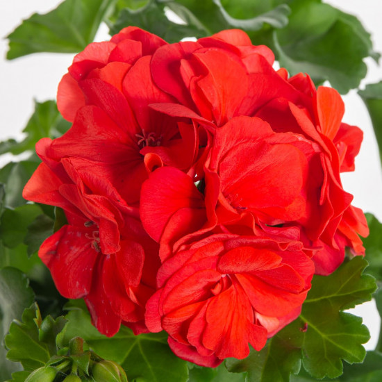Muškát převislý, Pelargonium peltatum, červený, průměr květináče 10 - 12 cm-7546
