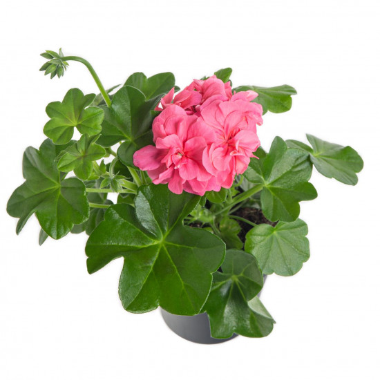Muškát převislý, Pelargonium peltatum, světle růžový, průměr květináče 10 - 12 cm-7551