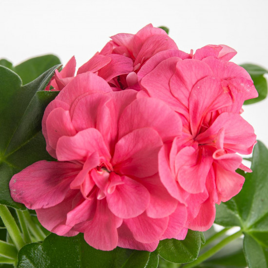 Muškát převislý, Pelargonium peltatum, světle růžový, průměr květináče 10 - 12 cm-7552