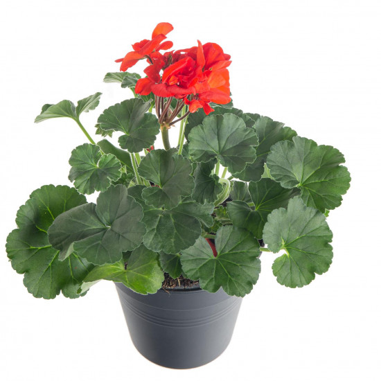 Muškát vzpřímený, Pelargonium zonale, červený, průměr květináče 10 - 12 cm-7518