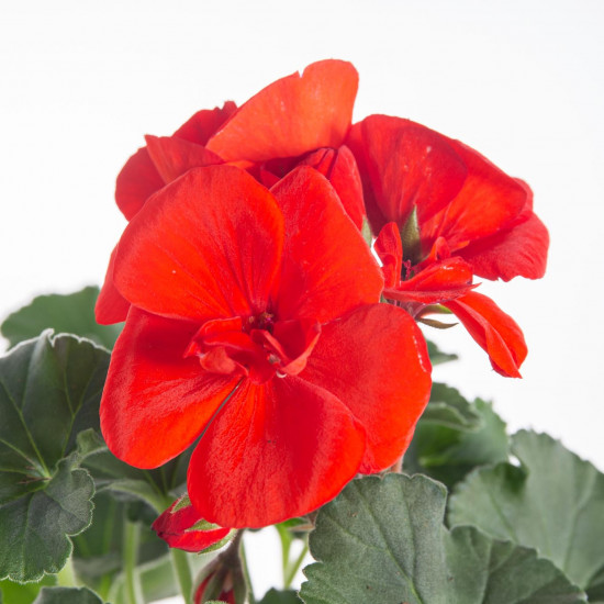 Muškát vzpřímený, Pelargonium zonale, červený, průměr květináče 10 - 12 cm-7519