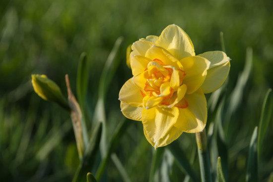 Narcis cibule, Narcissus Tahiti, Jacek, žluto - oranžový, 4 ks-20389