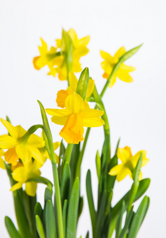 Narcis Tete-a-Tete, žlutý, rychlený, průměr květináče 12 cm-17974