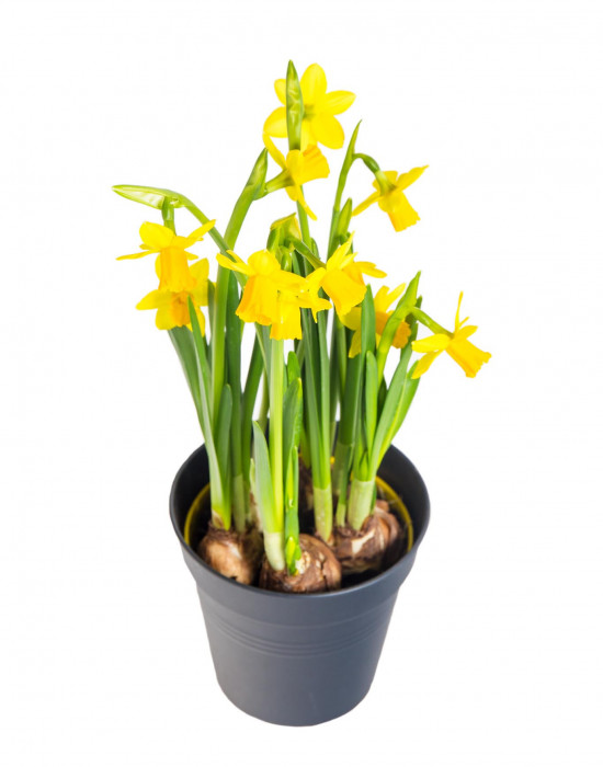 Narcis Tete-a-Tete, žlutý, rychlený, průměr květináče 12 cm-17975