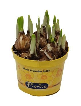 Narcis Tete-a-Tete, žlutý, rychlený, průměr květináče 12 cm-5678