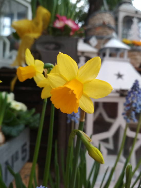 Narcis Tete-a-Tete, žlutý, rychlený, průměr květináče 12 cm-5712