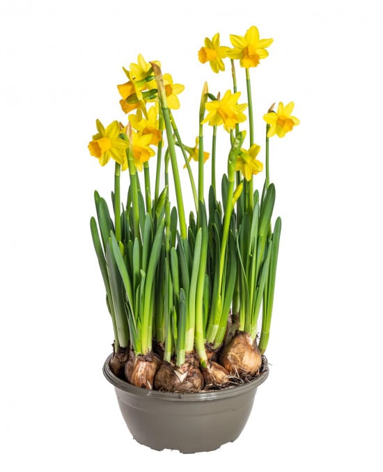 Narcis Tete-a-Tete, žlutý, rychlený, průměr květináče 16 cm