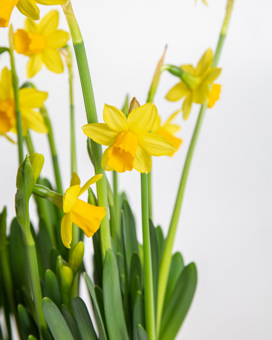 Narcis Tete-a-Tete, žlutý, rychlený, průměr květináče 16 cm-17964