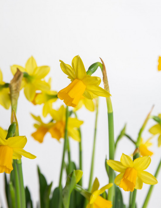 Narcis Tete-a-Tete, žlutý, rychlený, průměr květináče 16 cm-17965
