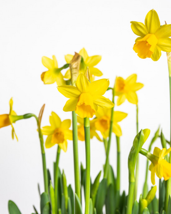 Narcis Tete-a-Tete, žlutý, rychlený, průměr květináče 16 cm-17966