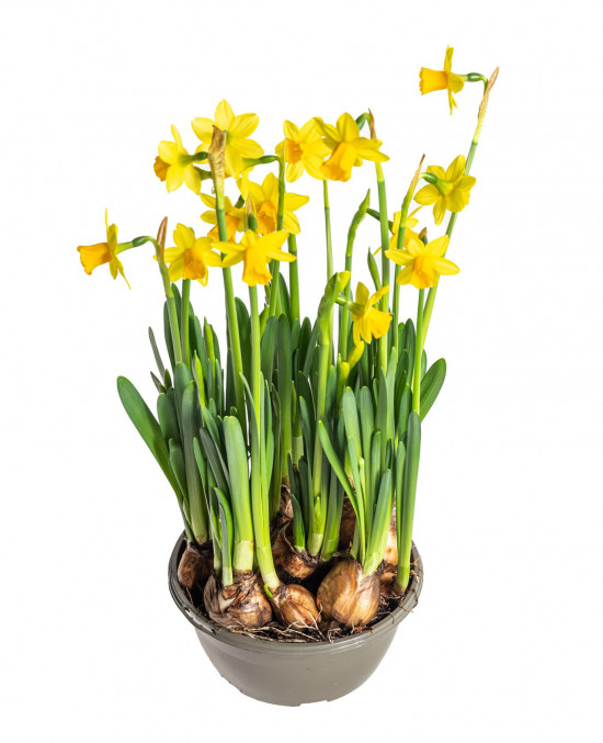 Narcis Tete-a-Tete, žlutý, rychlený, průměr květináče 16 cm-17967