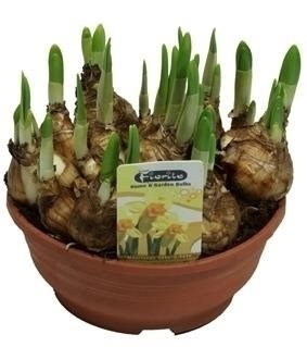 Narcis Tete-a-Tete, žlutý, rychlený, průměr květináče 16 cm-5679