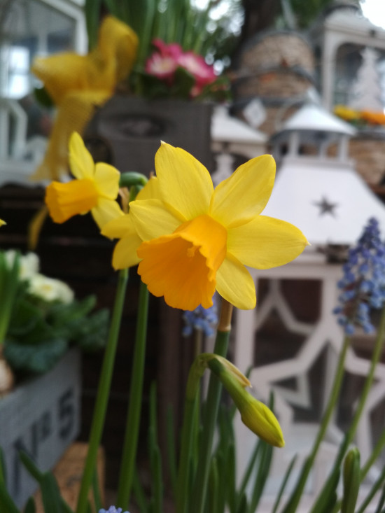 Narcis Tete-a-Tete, žlutý, rychlený, průměr květináče 16 cm-5713