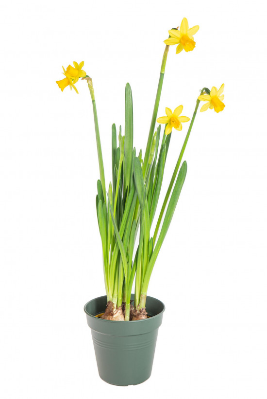 Narcis Tete-a-Tete, žlutý, rychlený, průměr květináče 9 cm
