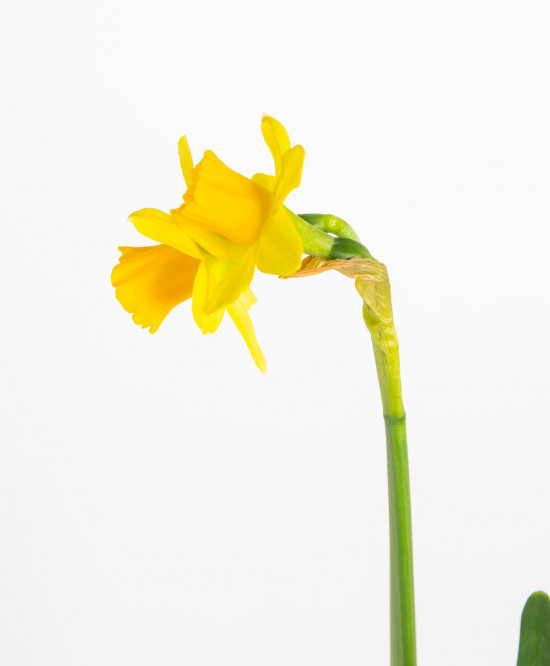 Narcis Tete-a-Tete, žlutý, rychlený, průměr květináče 9 cm-17969