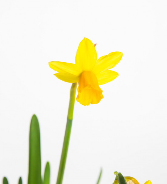 Narcis Tete-a-Tete, žlutý, rychlený, průměr květináče 9 cm-17971