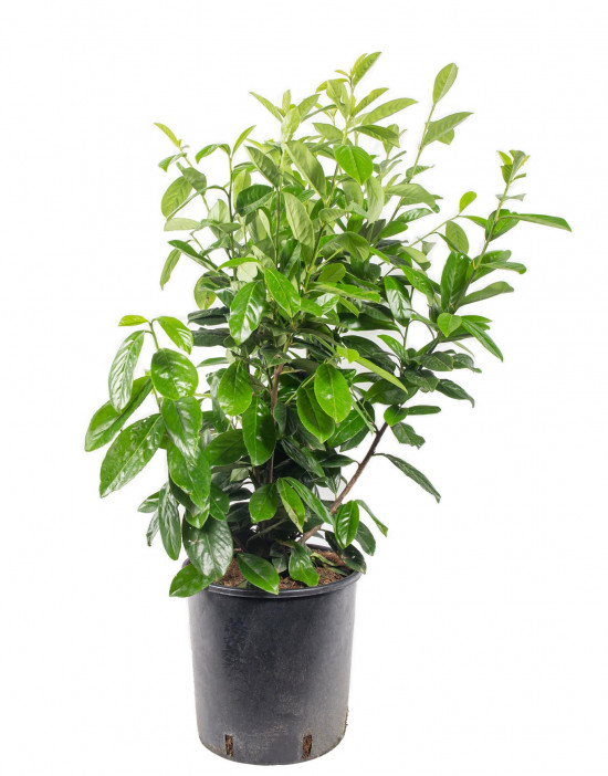 Nepoužívat - Bobkovišeň lékařská, Prunus laurocerasus Novita, velikost kontejneru 10 l