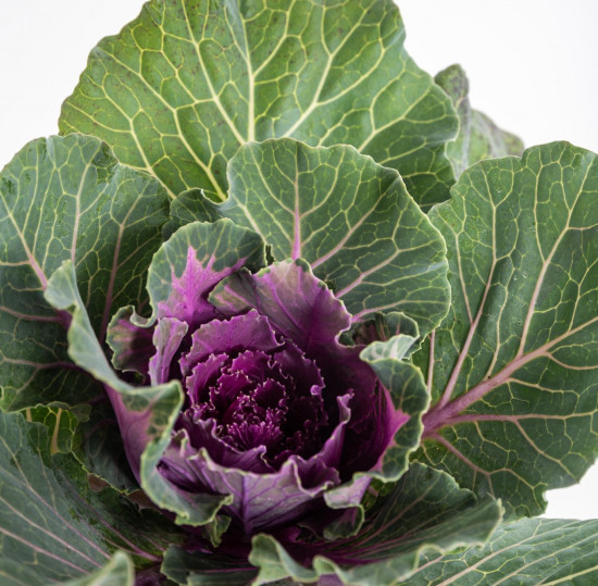 Okrasná kapusta, Brassica hladký list, fialová, průměr květináče 12 cm-14370