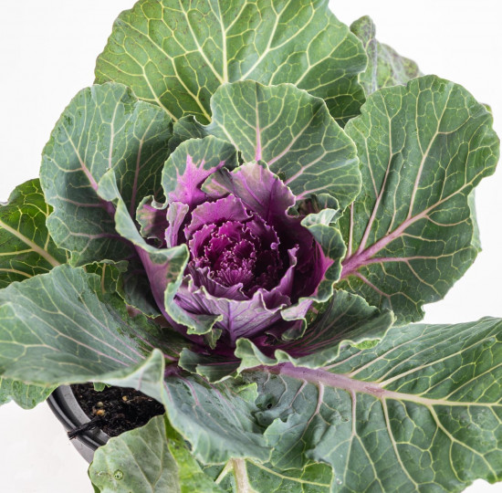 Okrasná kapusta, Brassica hladký list, fialová, průměr květináče 12 cm-14371