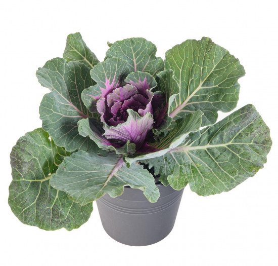 Okrasná kapusta, Brassica hladký list, fialová, průměr květináče 12 cm-14372