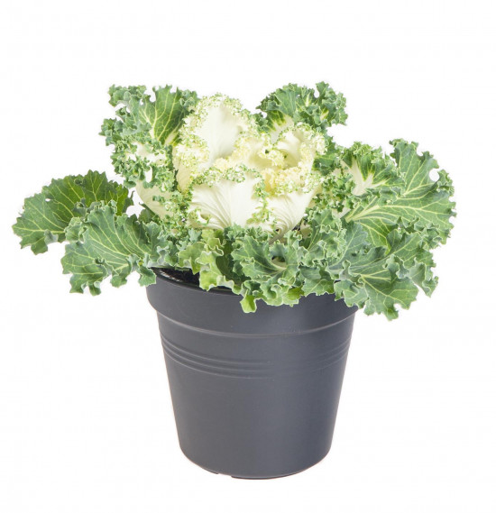 Okrasná kapusta, Brassica kudrnatá, bílá, průměr květináče 12 cm