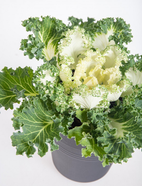 Okrasná kapusta, Brassica kudrnatá, bílá, průměr květináče 12 cm-14378