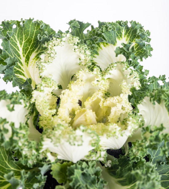 Okrasná kapusta, Brassica kudrnatá, bílá, průměr květináče 12 cm-14379