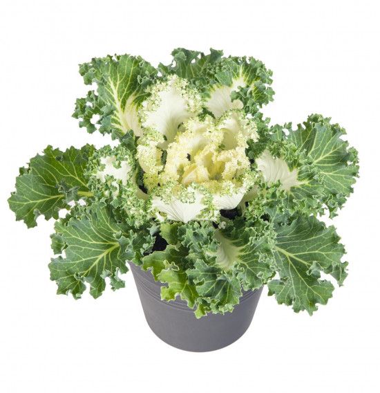 Okrasná kapusta, Brassica kudrnatá, bílá, průměr květináče 12 cm-14380
