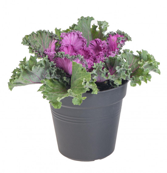 Okrasná kapusta, Brassica kudrnatá, fialová, průměr květináče 12 cm