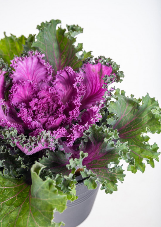 Okrasná kapusta, Brassica kudrnatá, fialová, průměr květináče 12 cm-14374