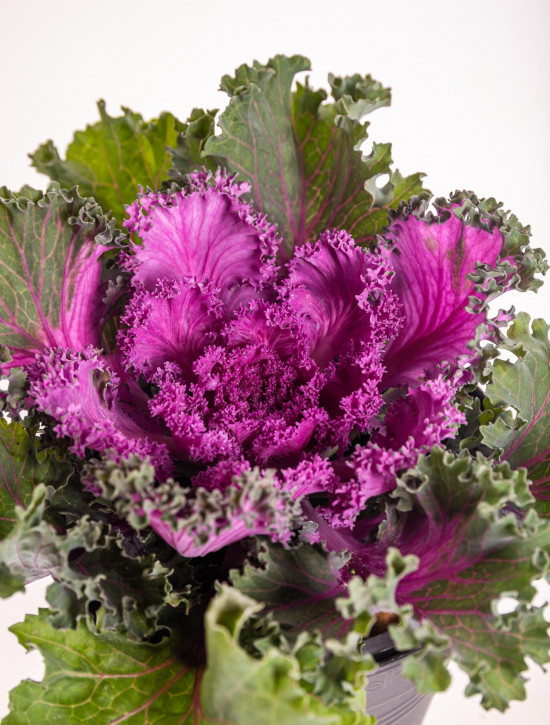 Okrasná kapusta, Brassica kudrnatá, fialová, průměr květináče 12 cm-14375