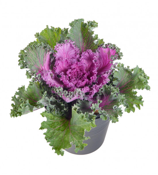 Okrasná kapusta, Brassica kudrnatá, fialová, průměr květináče 12 cm-14376
