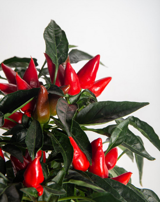 Okrasná paprička, Capsicum, červená, průměr květináče 10 - 12 cm-13358