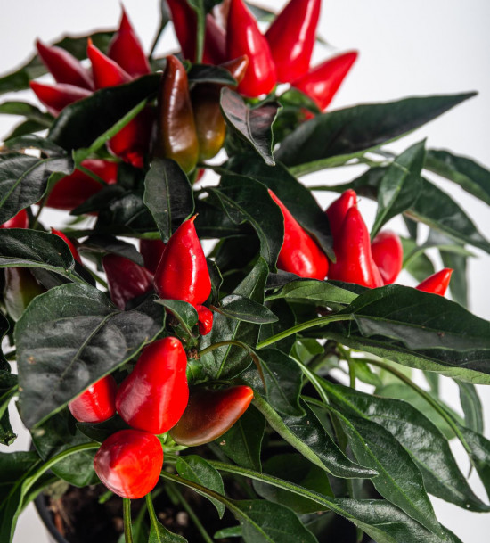 Okrasná paprička, Capsicum, červená, průměr květináče 10 - 12 cm-13359