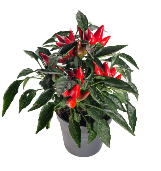 Okrasná paprička, Capsicum, červená, průměr květináče 10 - 12 cm-13360