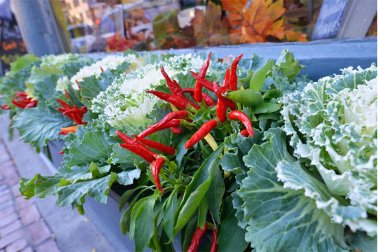 Okrasná paprička, Capsicum, červená, průměr květináče 10 - 12 cm-14739