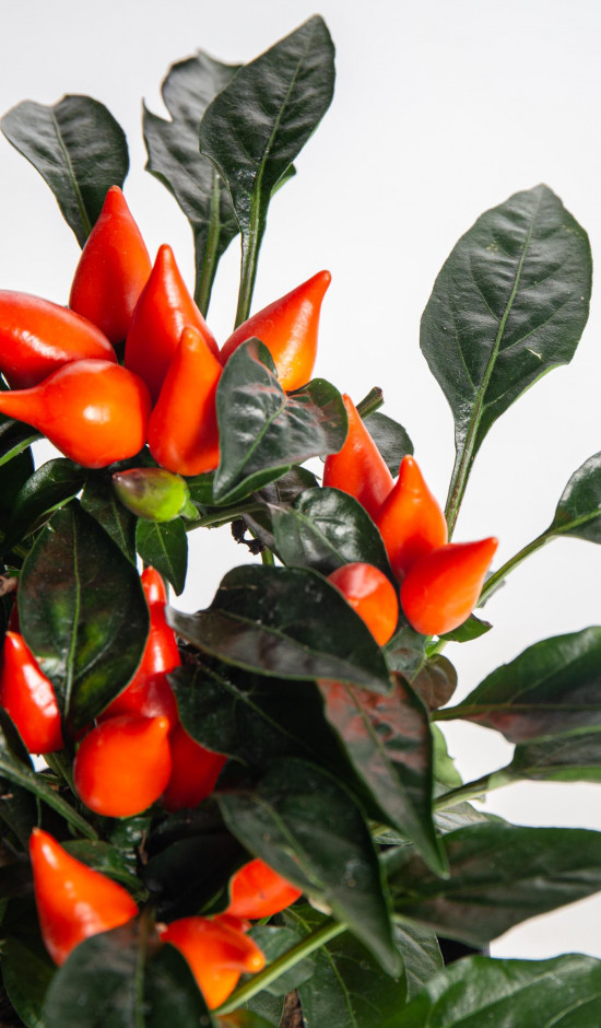 Okrasná paprička, Capsicum, oranžová, průměr květináče 10 - 12 cm-13362