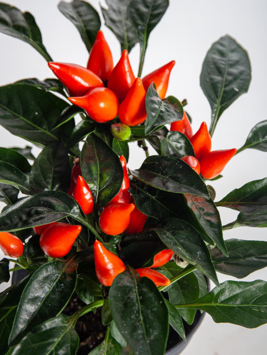Okrasná paprička, Capsicum, oranžová, průměr květináče 10 - 12 cm-13363