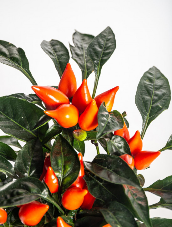 Okrasná paprička, Capsicum, oranžová, průměr květináče 10 - 12 cm-13364