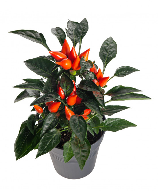 Okrasná paprička, Capsicum, oranžová, průměr květináče 10 - 12 cm-13365