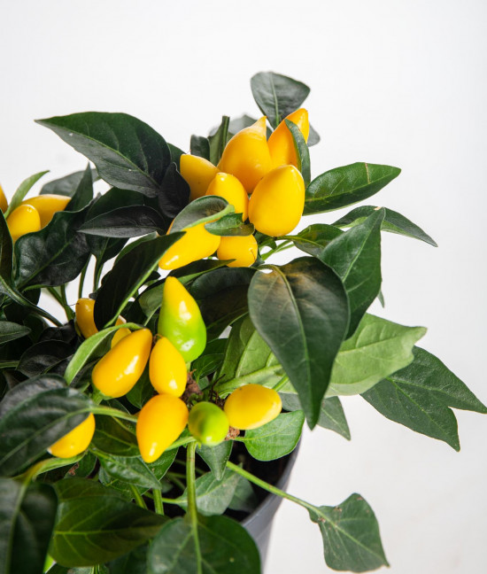 Okrasná paprička, Capsicum, žlutá, průměr květináče 10 - 12 cm-13367